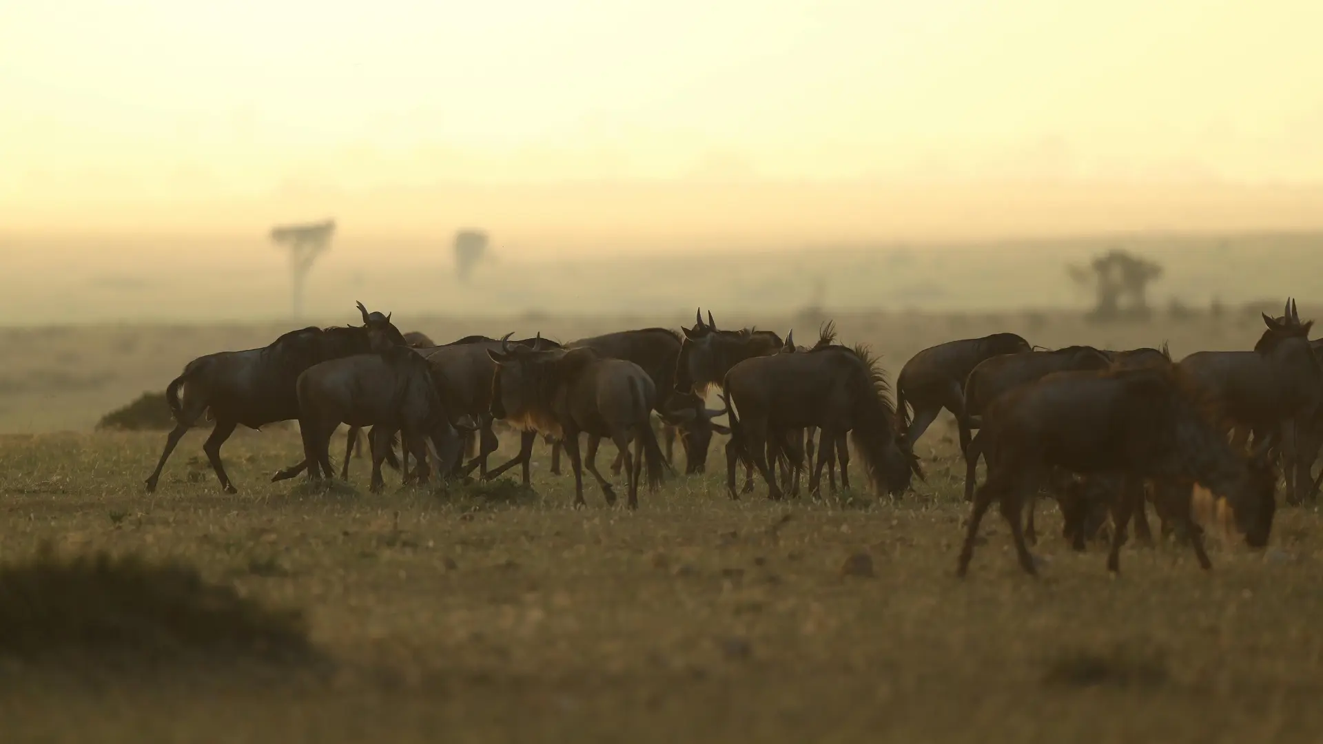 Tanzania Safari, Frontline Safari