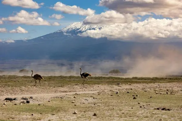 7-Day Tanzania Wildlife & Cultural Safari