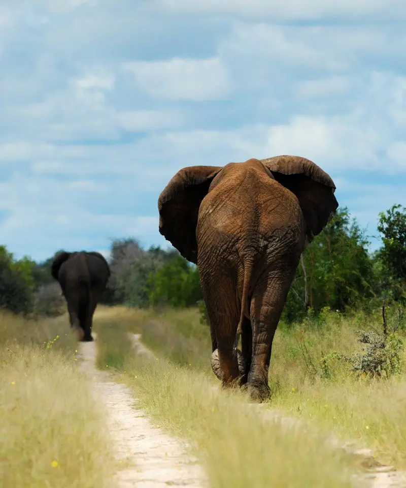 Tarangire National Park