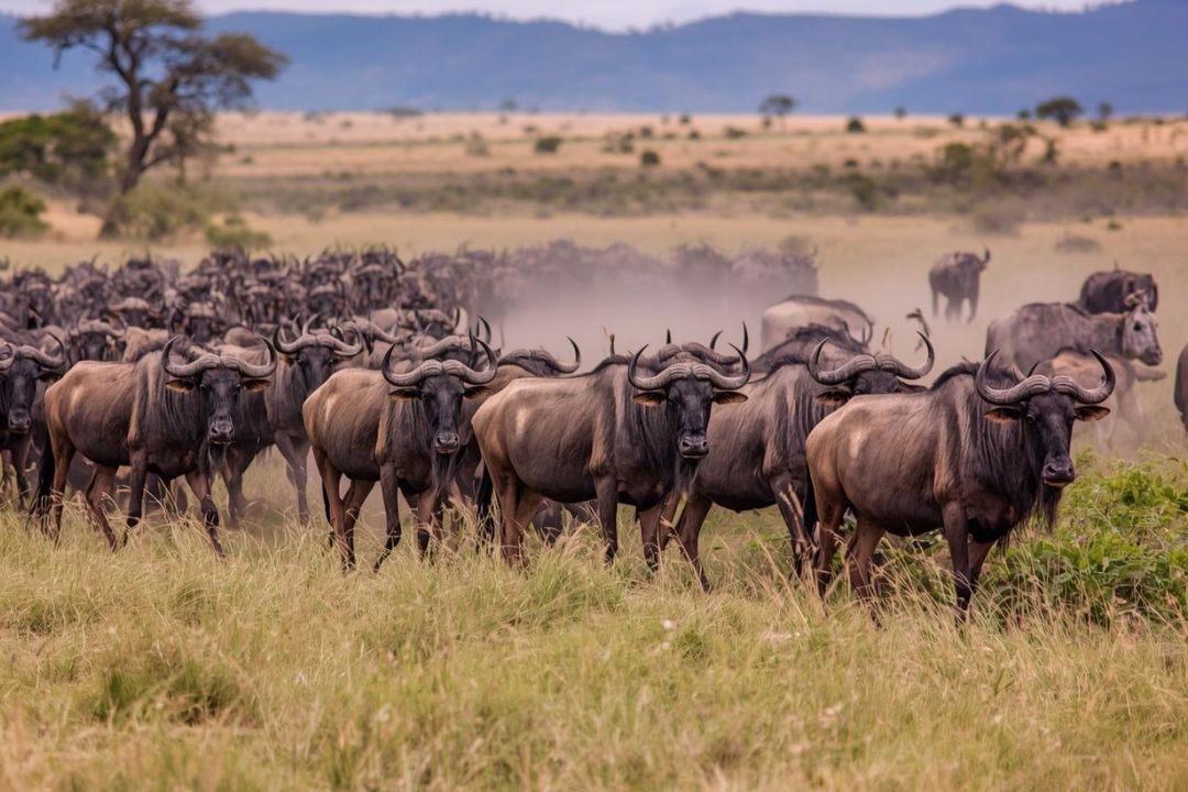 Wildebeest Migration, Serengeti Tanzania