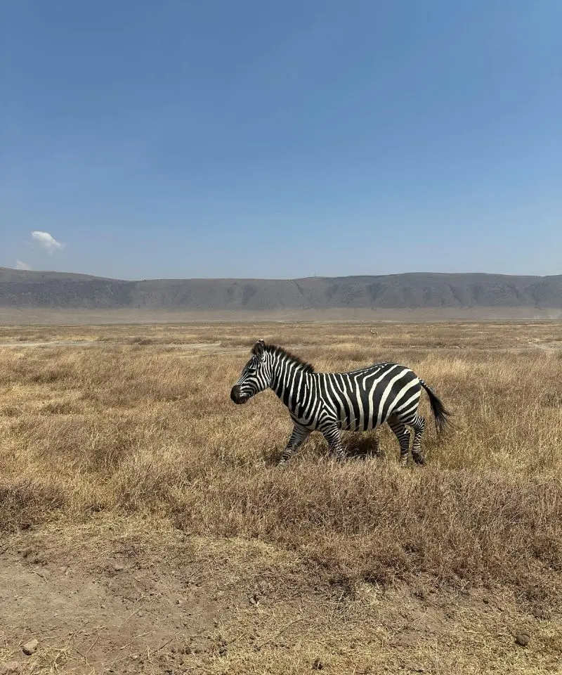 Ngorongoro Crater